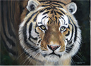 Pip McGarry, Original oil painting on canvas, Tiger Portrait Medium image. Click to enlarge