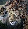 Pip McGarry, Original oil painting on canvas, Jaguar Medium image. Click to enlarge