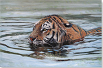 Pip McGarry, Original oil painting on canvas, Tiger in Water Medium image. Click to enlarge