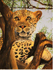 Pip McGarry, Original oil painting on canvas, African Leopard in Tree Medium image. Click to enlarge