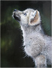Pip McGarry, Original oil painting on canvas, Howling at the Moon Medium image. Click to enlarge