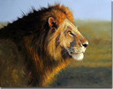 Pip McGarry, Original oil painting on canvas, Mara Majesty Medium image. Click to enlarge