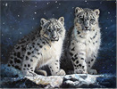 Pip McGarry, Original oil painting on canvas, Young Snow Leopards Medium image. Click to enlarge