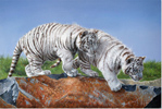 Pip McGarry, Original oil painting on canvas, White Tiger Cubs Medium image. Click to enlarge