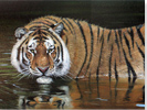 Pip McGarry, Original oil painting on canvas, Tiger in Water Medium image. Click to enlarge