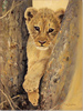 Pip McGarry, Original oil painting on canvas, Lion Cub Medium image. Click to enlarge