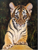 Pip McGarry, Original oil painting on canvas, Tiger Cub Medium image. Click to enlarge