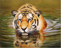 Pip McGarry, Original oil painting on canvas, Tiger in Water Medium image. Click to enlarge