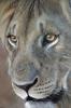 Pip McGarry, Original oil painting on canvas, Lion Portrait