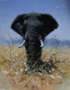 Pip McGarry, Original oil painting on canvas, Bull Elephant, Kenya