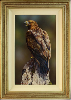 Wayne Westwood, Original oil painting on panel, Golden Eagle Medium image. Click to enlarge