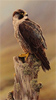 Wayne Westwood, Original oil painting on panel, Peregrine Falcon Medium image. Click to enlarge