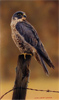 Wayne Westwood, Original oil painting on panel, Falcon