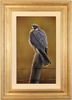 Wayne Westwood, Original oil painting on panel, Peregrine Falcon Medium image. Click to enlarge