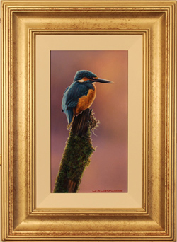 Wayne Westwood, Original oil painting on panel, Kingfisher Medium image. Click to enlarge