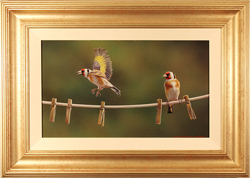 Wayne Westwood, Original oil painting on panel, Goldfinches on a Clothes Line Medium image. Click to enlarge
