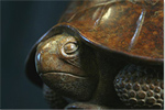 Adam Binder, Bronze, Tortoise Medium image. Click to enlarge
