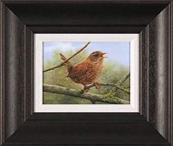 Carl Whitfield, Original oil painting on panel, Wren  Medium image. Click to enlarge
