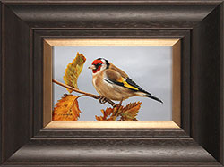 Carl Whitfield, Original oil painting on panel, Goldfinch Medium image. Click to enlarge