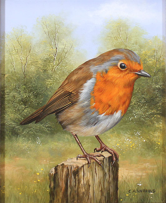 Carl Whitfield, Original oil painting on panel, Robin