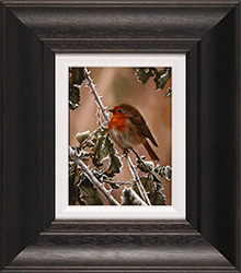 Carl Whitfield, Original oil painting on panel, Winter Robin