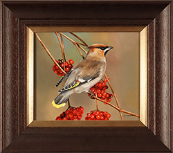 Carl Whitfield, Original oil painting on panel, Waxwing Medium image. Click to enlarge