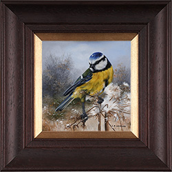 Carl Whitfield, Original oil painting on panel, Blue Tit Medium image. Click to enlarge