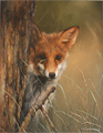 Carl Whitfield, Original oil painting on panel, Fox in the Grass Medium image. Click to enlarge