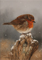 Carl Whitfield, Original oil painting on panel, Robin Medium image. Click to enlarge