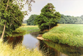 Michael James Smith, Original oil painting on canvas, Summer in Derbyshire Medium image. Click to enlarge