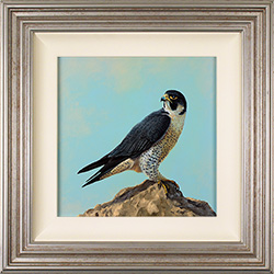 Natalie Stutely, Original oil painting on panel, Peregrine Falcon Medium image. Click to enlarge