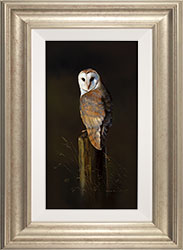 Natalie Stutely, Original oil painting on panel, Male Barn Owl Medium image. Click to enlarge