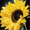 Neill Jenkins, Original oil painting on canvas, Columbia Road Sunflower Medium image. Click to enlarge