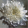 Neill Jenkins, Original oil painting on canvas, 'White Chrysanthemum' Medium image. Click to enlarge