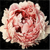 Neill Jenkins, Original oil painting on canvas, Pink Peony 2 Medium image. Click to enlarge