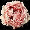 Neill Jenkins, Original oil painting on canvas, Pink Peony 2