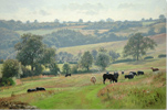 Peter Barker, Original oil painting on panel, Hazy Grazing