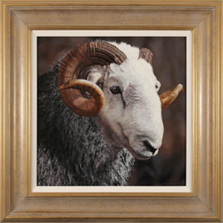 Stephen Park, Original oil painting on panel, Herdwick Ram Medium image. Click to enlarge