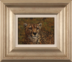 Stephen Park, Original oil painting on panel, Cheetah Medium image. Click to enlarge