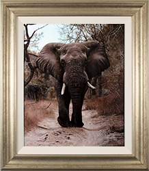 Stephen Park, Original oil painting on panel, Bull Elephant Medium image. Click to enlarge