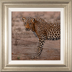 Stephen Park, Original oil painting on panel, Leopard Medium image. Click to enlarge