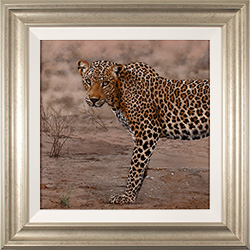 Stephen Park, Original oil painting on panel, Leopard