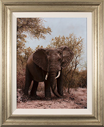 Stephen Park, Original oil painting on panel, Elephant Medium image. Click to enlarge
