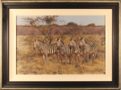 Stephen Park, Original oil painting on panel, Zebras Medium image. Click to enlarge