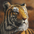 Stephen Park, Original oil painting on panel, Tiger Medium image. Click to enlarge