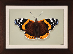 Stuart Herod, Original oil painting on panel, Red Admiral Medium image. Click to enlarge