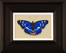 Stuart Herod, Original oil painting on panel, Purple Emperor Medium image. Click to enlarge