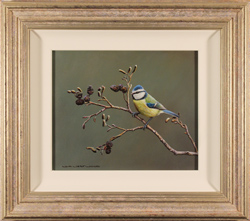 Wayne Westwood, Original oil painting on panel, Blue Tit Medium image. Click to enlarge