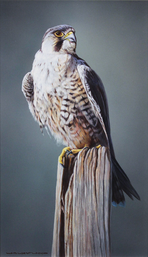 Wayne Westwood, Signed limited edition print, Peregrine Falcon