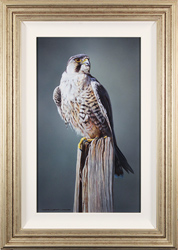 Wayne Westwood, Original oil painting on panel, Peregrine Falcon Medium image. Click to enlarge